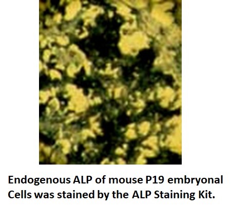 alp staining