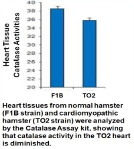 catalase