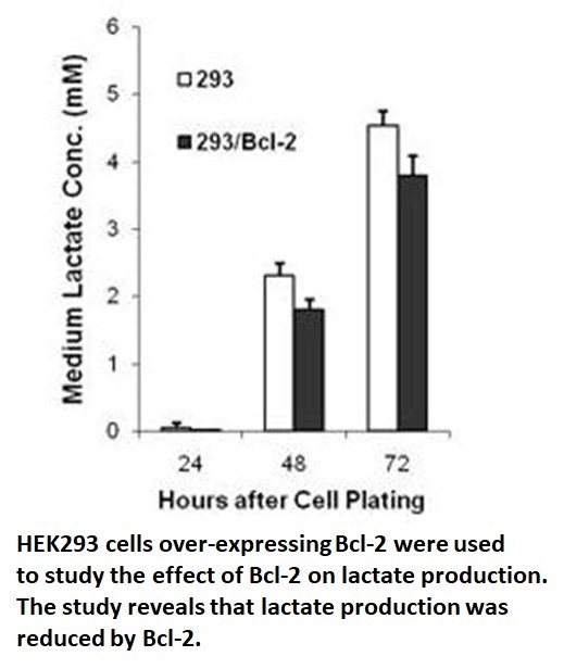l lactate