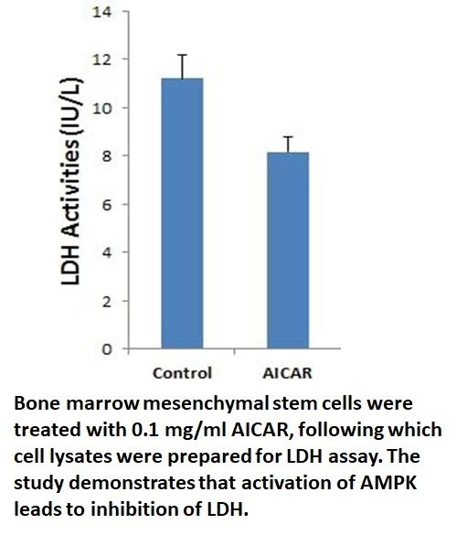 ldh assay