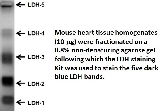 ldh staining