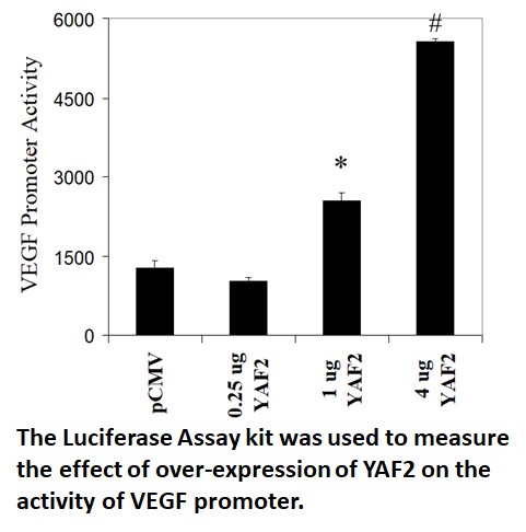 luciferase