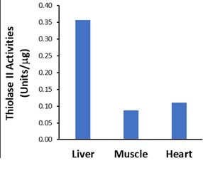 thiolase ii figure